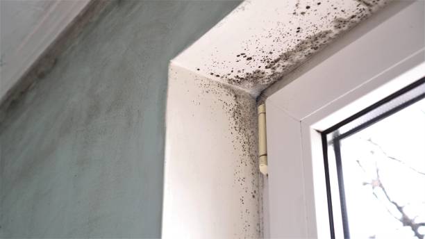 Best Biohazard Mold Removal  in Stroville, CA