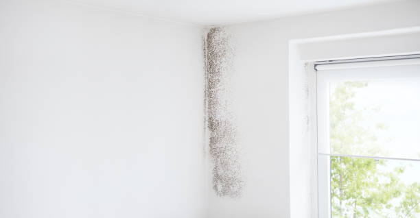 Best Basement Mold Removal  in Stroville, CA