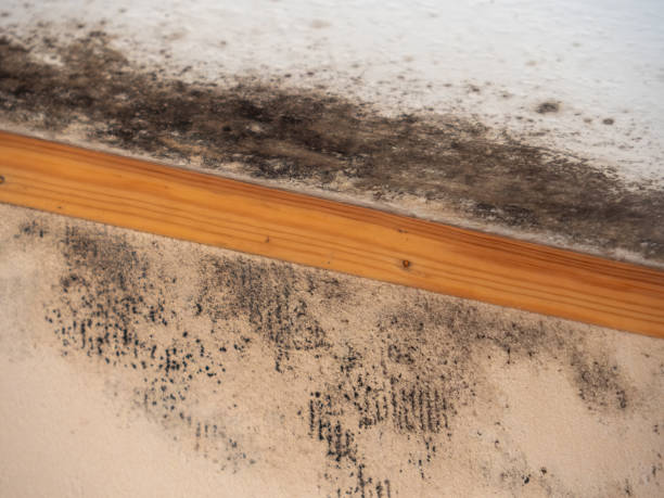 Best Attic Mold Removal  in Stroville, CA
