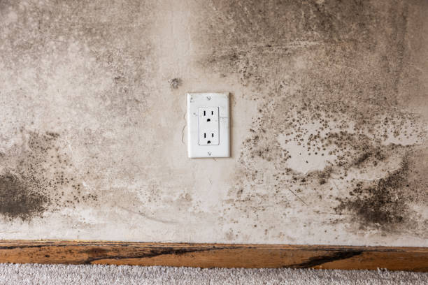 Best Black Mold Removal  in Stroville, CA