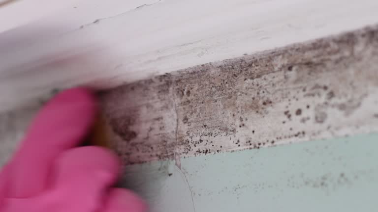 Best Post-Construction Mold Inspection  in Stroville, CA